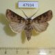 47934p-Noctuidae-Agrotis-clavis-amurensis-Tyva-rep.-5