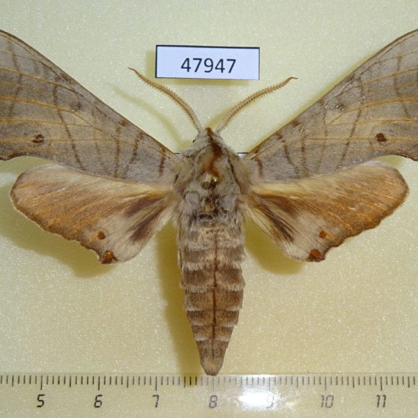 Sphingidae Marumba sperchius Primorye