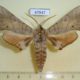 47947p-Sphingidae-Marumba-sperchius-Primorye-7