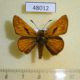 48012p-Hesperidae-Ochlodes-venatus-Primorye-5