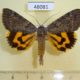 48081p-Noctuidae-Catocala-nymphaeoides-Primorye-17