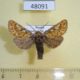 48091p-Noctuidae-Panolis-flammea-Krasnoyarsk-reg.-7