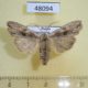 48094p-Noctuidae-Lithophane-socia-Krasnoyars-reg.-5