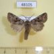 48105p-Noctuidae-Orthosia-gothica-Kranoyarsk-reg.-3