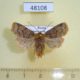 48108p-Noctuidae-Conistra-vaccinii-Krasnoyars-reg.-4