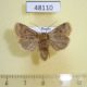 48110p-Noctuidae-Conistra-vaccinii-Krasnoyars-reg.-4
