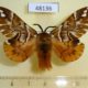 48136p-Endromidae-Endromis-versicolora-Krasnoyarsk-reg.-6