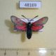 48169p-Zygaenidae-Zygaena-loti-Transbaikal-reg.-6