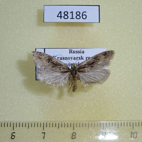 Moth sp. Krasnoyarsk reg.