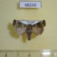 48249p-Noctuidae-Elyptron-dallolmoi-Uganda-9