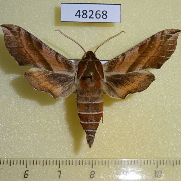 Sphingidae Deilephila askoldensis Primorye