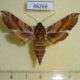 48268p-Shingidae-Deilephila-askoldensis-Primorye-8