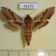 48270p-Shingidae-Deilephila-askoldensis-Primorye-8