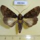 48284p-Noctuidae-Audea-hemihyala-Uganda-15