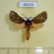 48303p-Arctiidae-Metarctia-insignis-Uganda-12