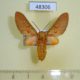 48306p-Arctiidae-Balacra-sp.-flavimacula-Uganda-20