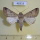 48333p-Noctuidae-Pandesma-muricolor-f-Uganda-12