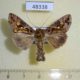 48338p-Noctuidae-Chrysodeixis-sp.-chalcites-Uganda-10