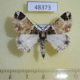 48373p-Geometridae-Oedicentra-sp.-albipennis-Uganda-9
