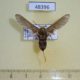 48396p-Arctiidae-Paramelisa-leroyi-Uganda-30