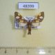 48399p-Arctiidae-Anapisa-histrio-Uganda-12