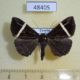 48405p-Noctuidae-Eugorna-vidua-Uganda-9
