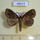 48419p-Notodontidae-Pinheyia-lymantrioides-Uganda-7