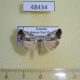 48434p-Noctuidae-Bryophilopsis-anomoiota-Uganda-9