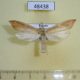 48438p-Crambidae-Donacaula-rufalis-Uganda-9