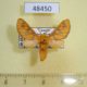 48450p-Arctiidae-Rhipidarctia-crameri-Uganda-10