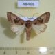 48468p-Noctuidae-Conservula-cinisigna-Uganda-9