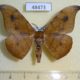 48473p-Geometridae-Megadrepana-sp.-cinerea-Uganda-9