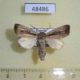 48486p-Noctuidae-Sciomesa-sp.-Uganda-7
