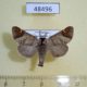 48496p-Notodontidae-Clostera-albosigma-Krasnoyarsk-reg.-4