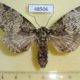 48506p-Noctuidae-Thiacidas-egregia-f-Primorye-8