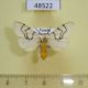 48522p-Arctiidae-Spilosoma-curvilinea-Uganda-15