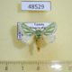 48529p-Limacodidae-Coenobasis-albiramosa-Uganda-20