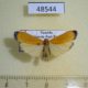 48544p-Arctiidae-Muxta-xanthopa-Uganda-12