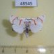48545p-Arctiidae-Cyana-sp.-margarethae-Uganda-7