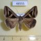 48555p-Noctuidae-Trigonodes-hyppasia-f-Uganda-8