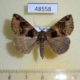 48558p-Noctuidae-Dysgonia-abnegans-f-Uganda-10