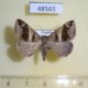48565p-Noctuidae-Dysgonia-derogans-Uganda-8