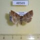 48569p Noctuidae Acontiola rosescens Uganda $12