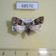 48570p-Noctuidae-Cryphia-leucomelaena-Uganda-8