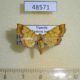 48571p-Crambidae-Cryptosara-caritalis-Uganda-7