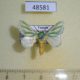 48581p-Limacodidae-Coenobasis-albiramosa-Uganda-20