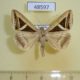 48597p-Noctuidae-Trigonodes-hyppasia-Uganda-7