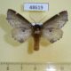 48619p-Notodontidae-Odonthosia-carmelita-Krasnoyarsk-reg.-7