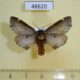 48620p-Notodontidae-Odonthosia-carmelita-Krasnoyarsk-reg.-7