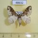 48632p-Geometrdae-Colocleora-leucostephana-Uganda-8